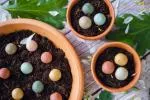 Blossombs Seed Bombs - Mini-Geschenkset - Party (4 Stück) - Verschenken Sie eine Blume auf eine andere Art