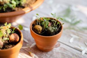 Seed Bombs - Kleines Geschenk für Lehrer - Blumen (2 Stück)