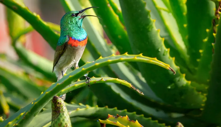 Wie man Aloe Vera in Ihre tägliche Pflege integriert