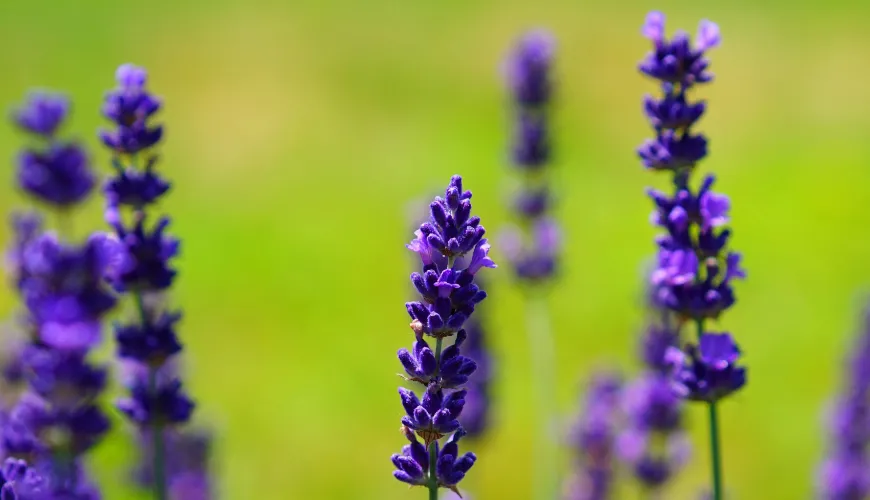 Veilchensirup ist eine natürliche Delikatesse voller Geschmack und Gesundheit.