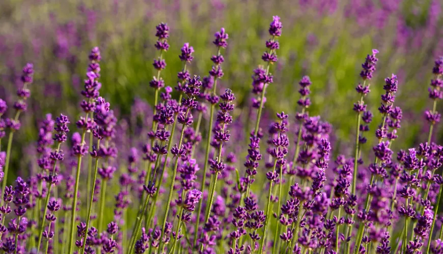 Wie Lavendel hilft, Stress zu bewältigen und die Stimmung zu verbessern