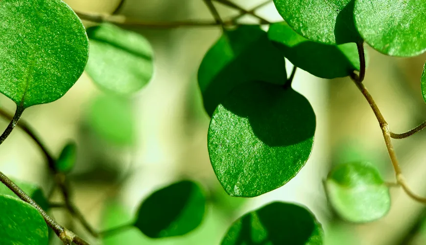 Warum Sie Moringa in Ihre Ernährung aufnehmen sollten