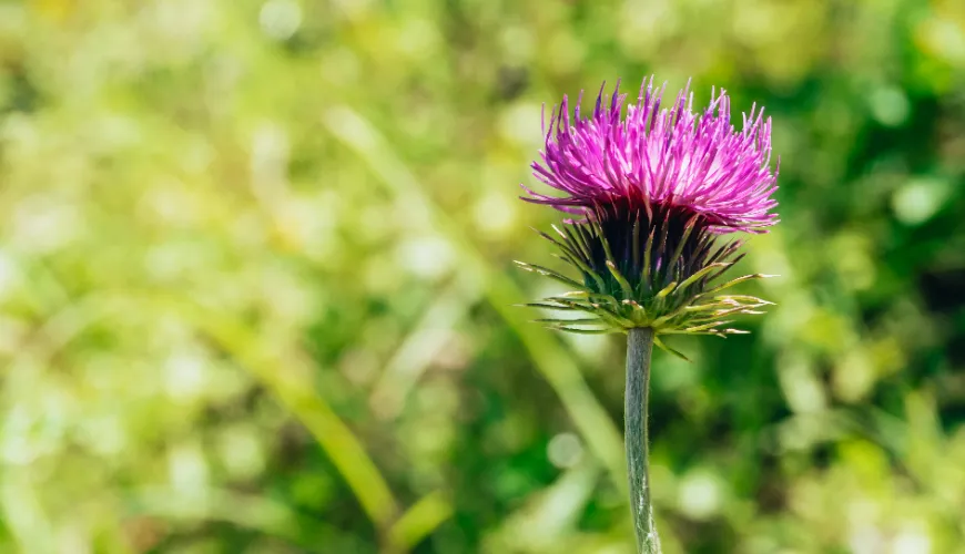 Welche Form der Mariendistel hat den größten Einfluss auf die Gesundheit der Leber?