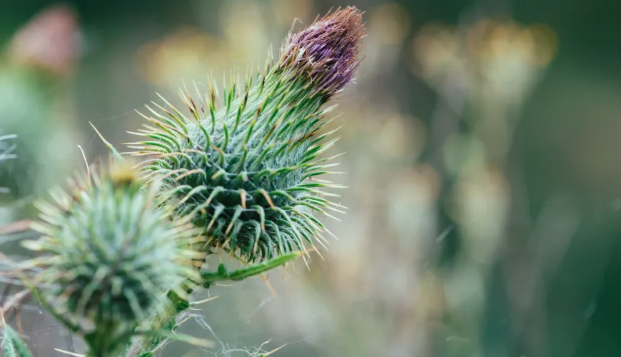 Erfahren Sie, wann Mariendistel zu wirken beginnt