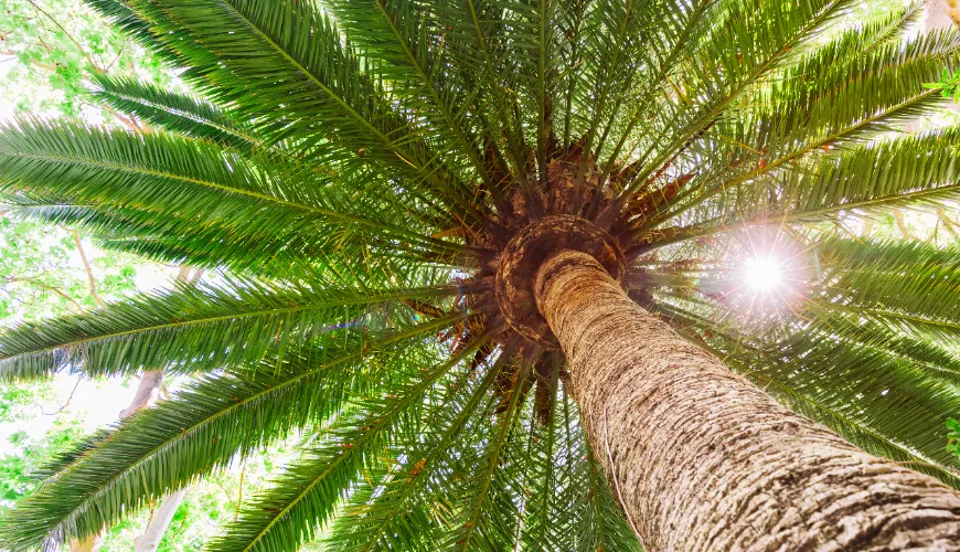 Die Produktion von Palmöl zerstört Regenwälder und Tiere.