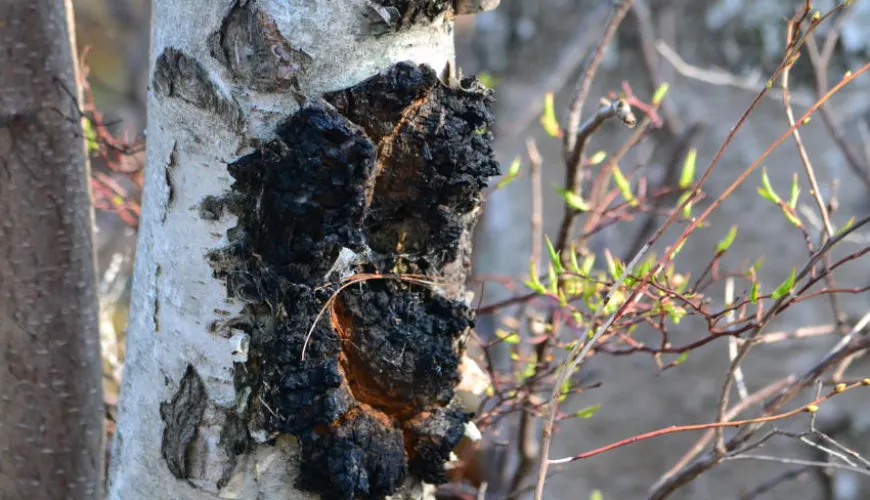 Sibirische Chaga und ihre Auswirkungen auf Ihre Gesundheit und Vitalität