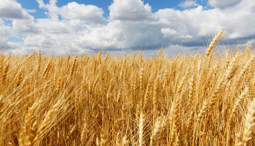 Gesundheitliche Vorteile von Roggen und seinem Gluteninhalt